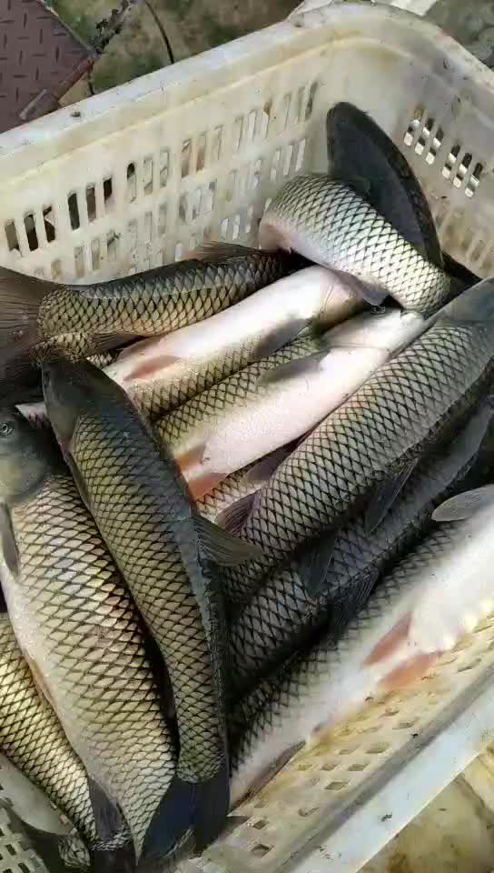 第1560页