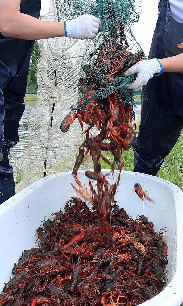 新型龙虾防逃材料的探索之旅，材料革新与奇妙应用