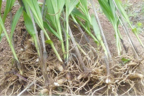 白芨价格行情及深度分析