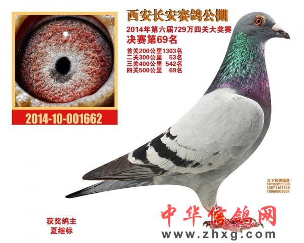 长安公棚最新动态，发展、影响及我的观点分析
