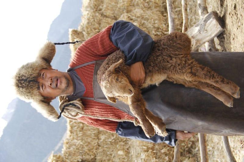 雪狼犬演员探寻小巷隐秘宝藏