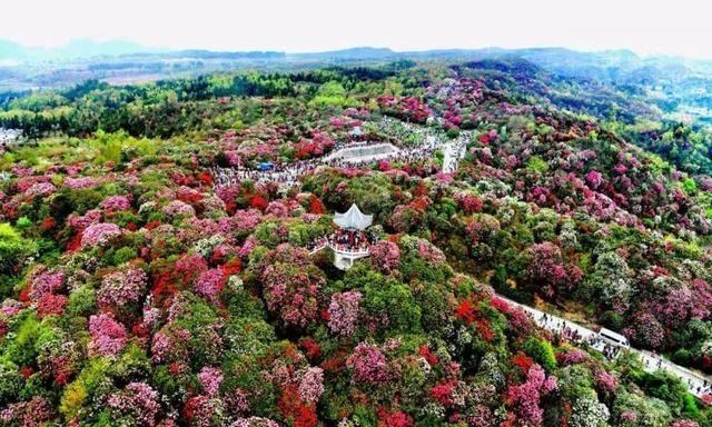 百里杜鹃发展规划详解,打造美丽生态与旅游融合新篇章