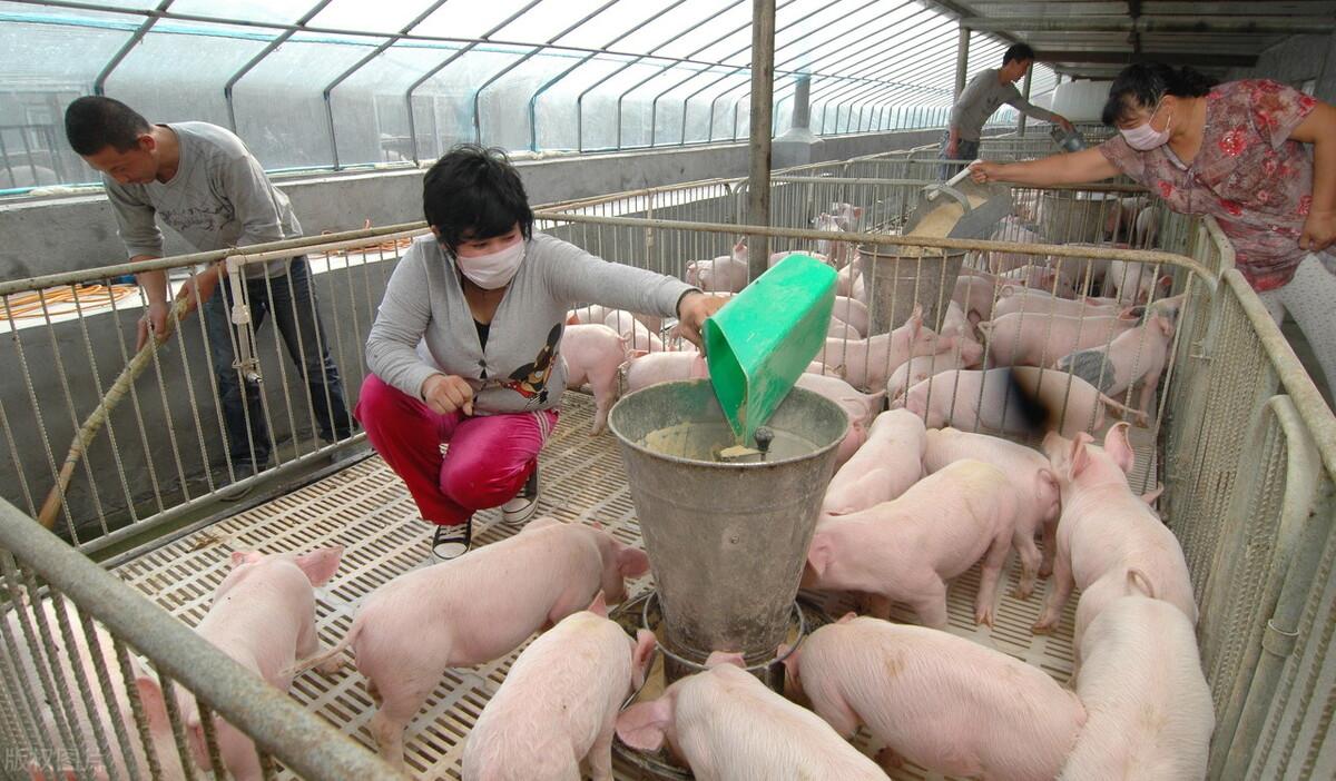 大肉鸡行情深度探析，一种独到的观点视角