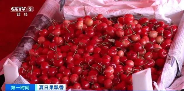 樱桃产地价格最新行情，科技与生活的融合风采