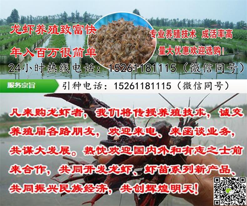 最新虾苗市场价格,最新虾苗市场价格