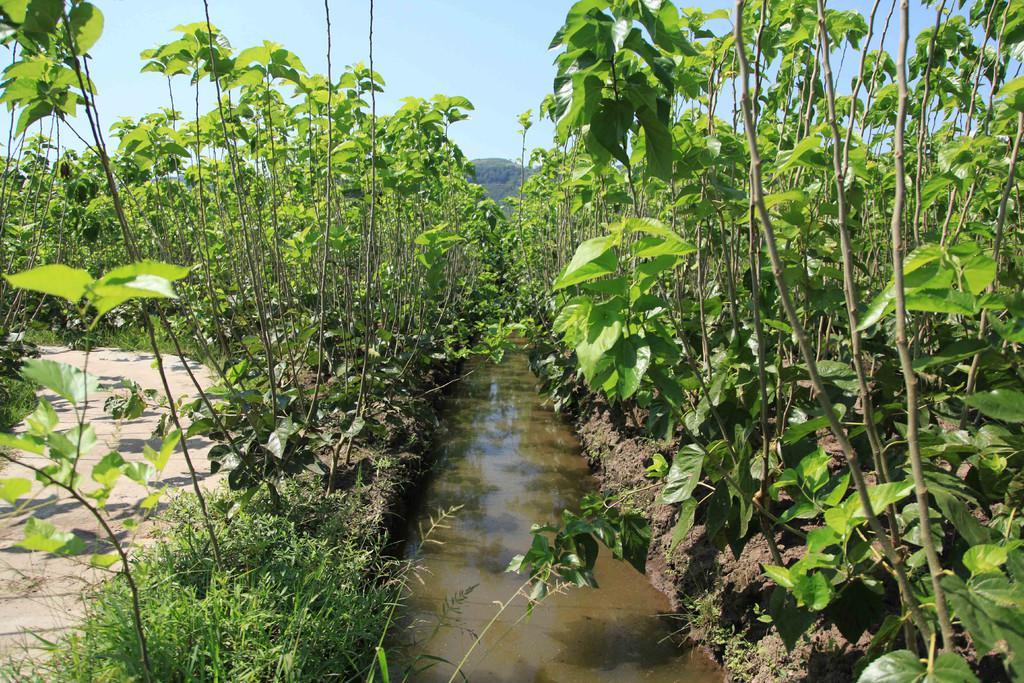 “最新蚕茧价格查询”,最新蚕茧价格查询步骤指南