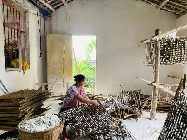“最新蚕茧价格查询”,最新蚕茧价格查询步骤指南