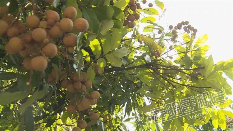 龙眼价格行情,龙眼价格行情——科技引领未来，龙眼行情尽在掌握