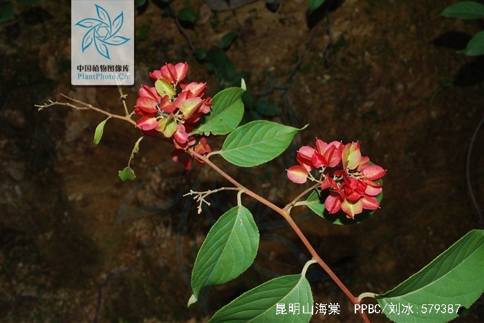 昆明山海棠片价格详解，市场走势与购买指南
