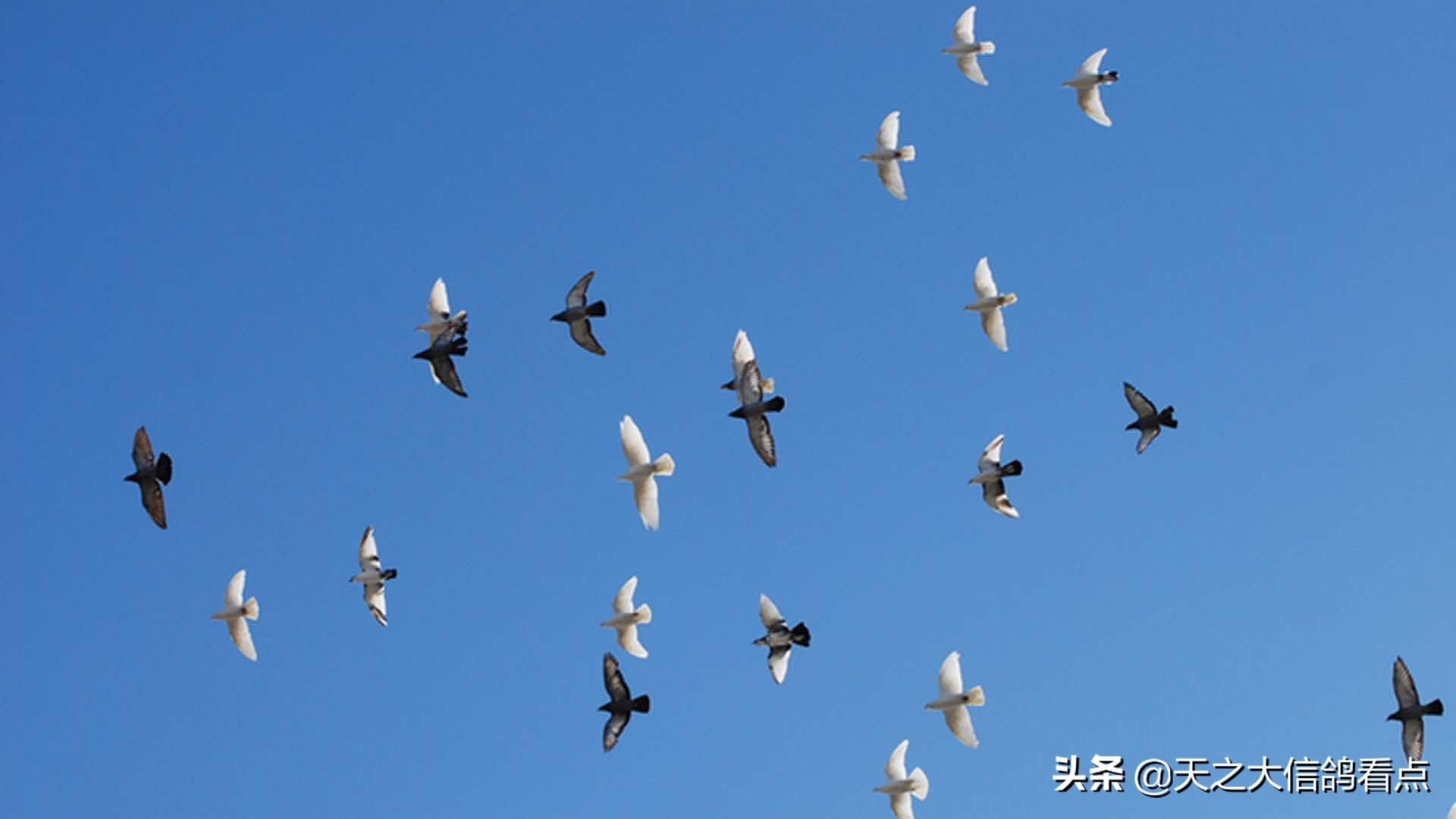 赛鸽比赛归巢调理指南，专业观点与实用建议