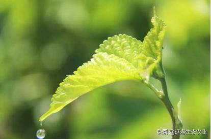 广东h7n9最新消息,广东H7N9最新消息，背景、进展与影响