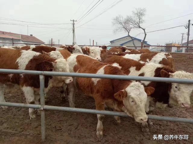 肉牛最新行情，一头牛的力量与市场机遇的变革