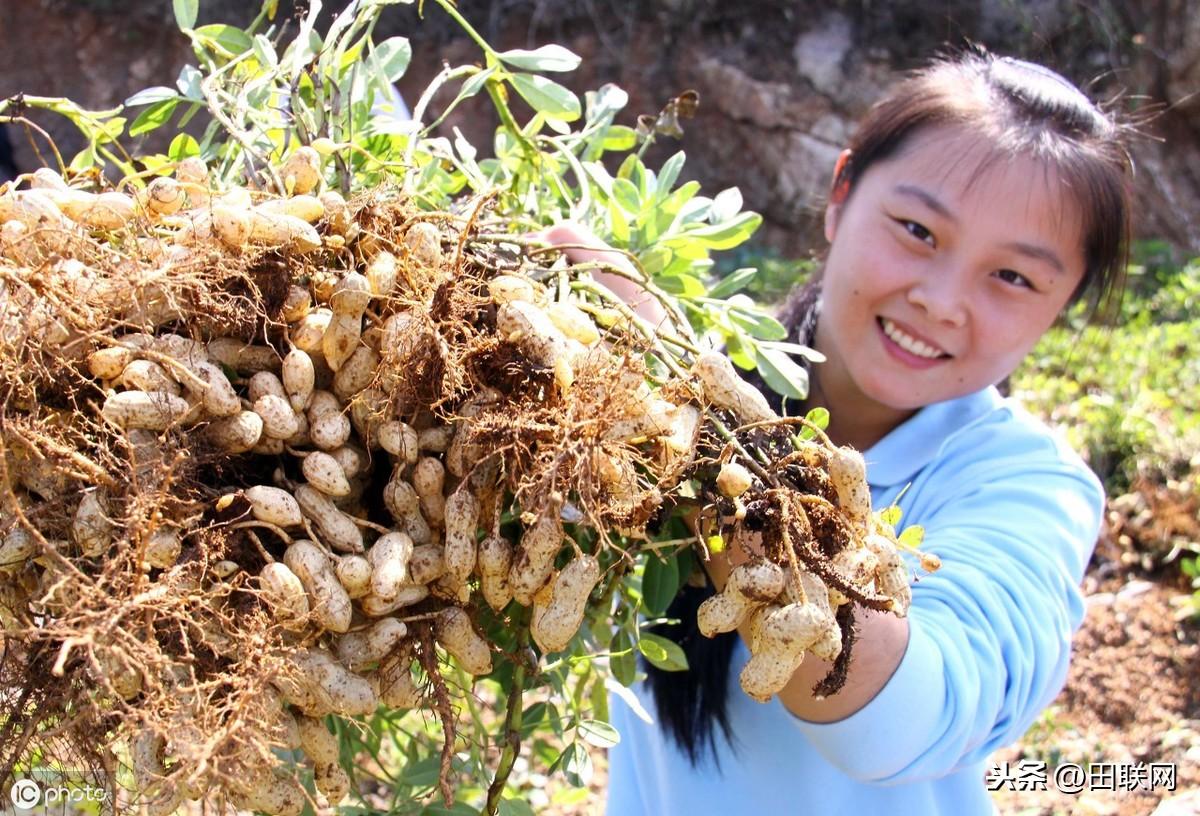 山东花生最新价格及指南