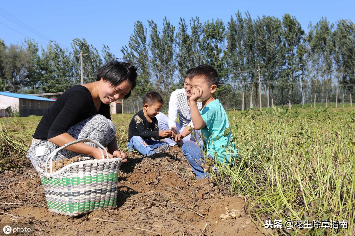 山东花生最新价格及指南