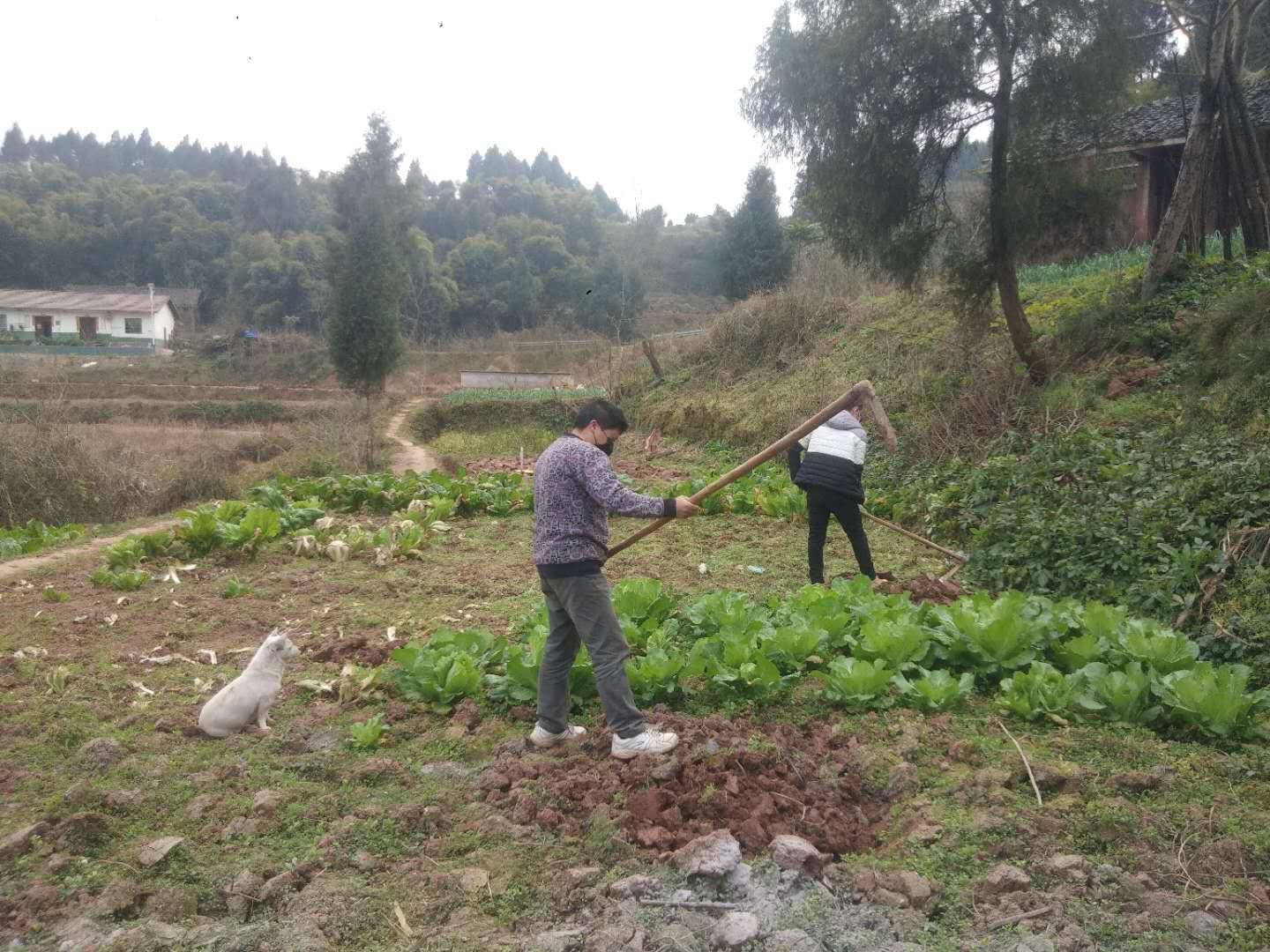 南充顺庆芦溪最新探索，小巷深处的特色小店之旅