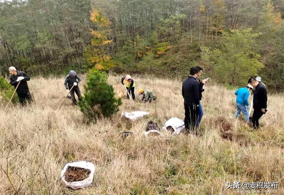 麦积区伯阳镇最新动态,麦积区伯阳镇最新动态，发展脉搏与未来展望
