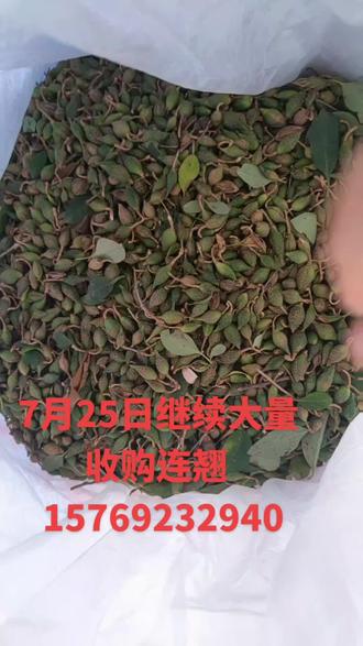 连翘最新收购价格，历史背景、重要事件与地位的全面解析