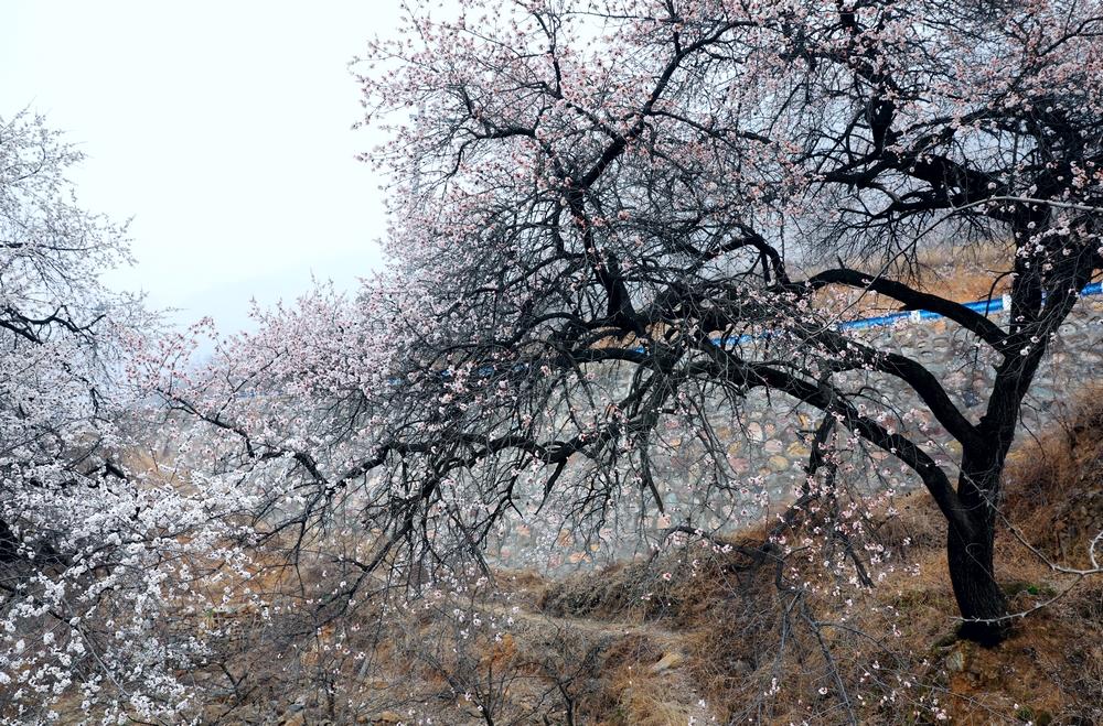 最新尖庄，历史背景、重大事件与地位回顾