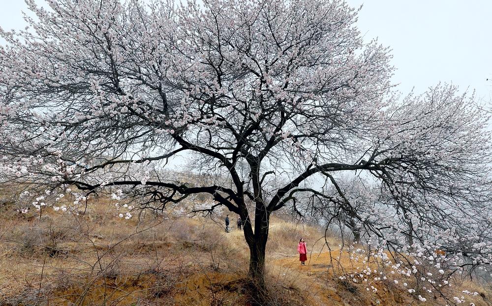 最新尖庄，历史背景、重大事件与地位回顾