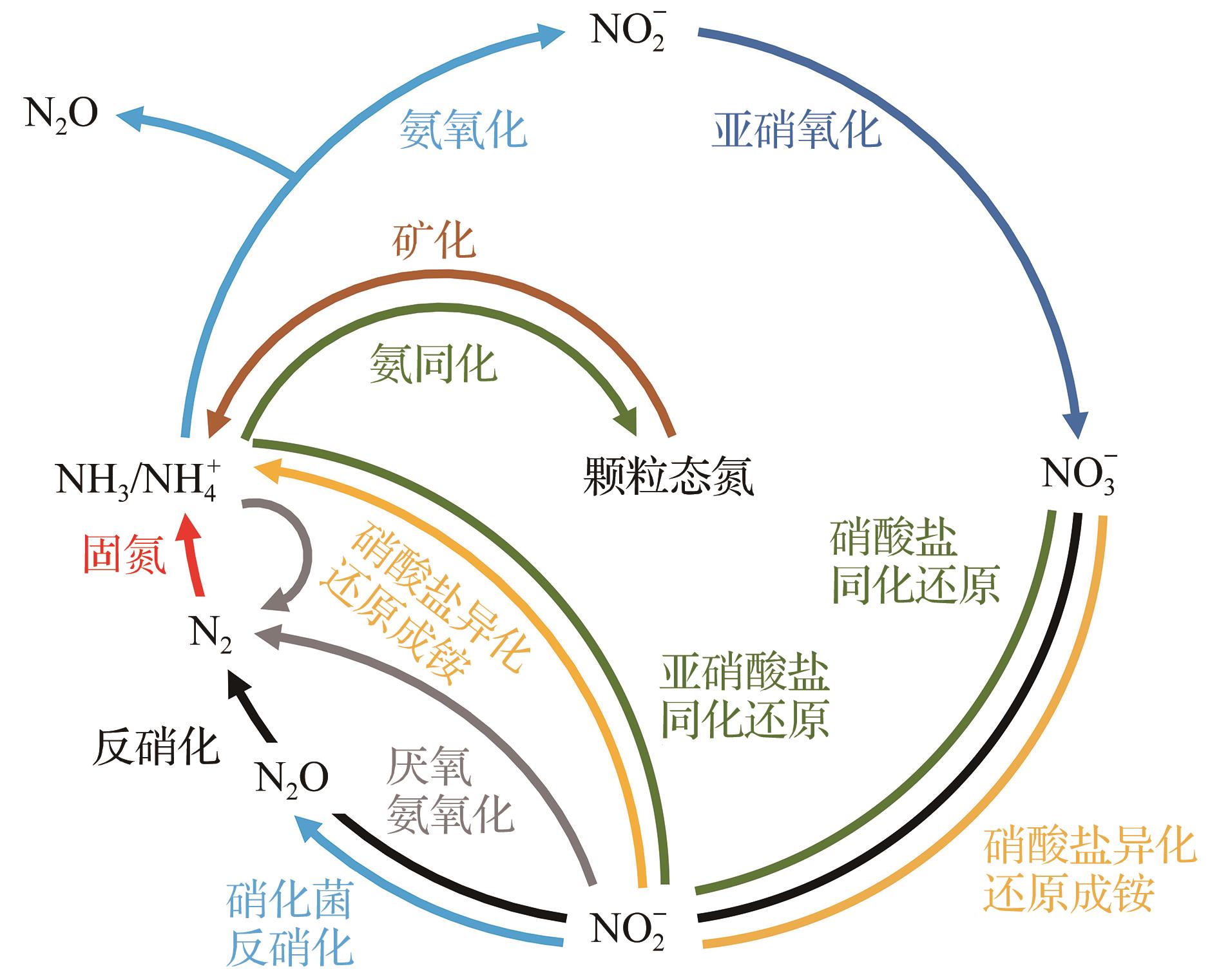 最新氮循环科普文章，揭示氮循环的奥秘