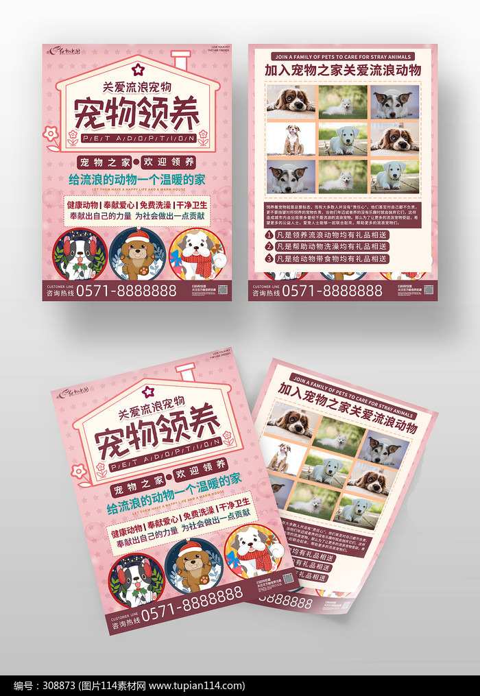 最新狗领养，温馨日常故事开启新篇章