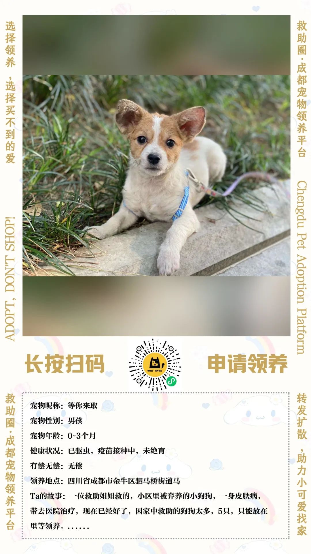 最新狗领养，温馨日常故事开启新篇章