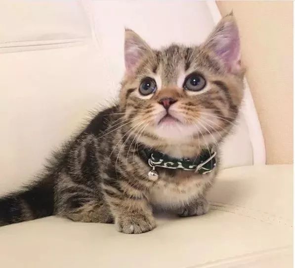 最新红猫，自然美景的鼓舞之旅