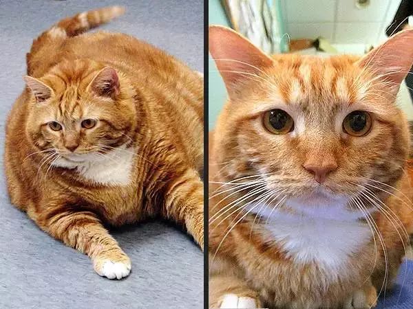 最新红猫，自然美景的鼓舞之旅