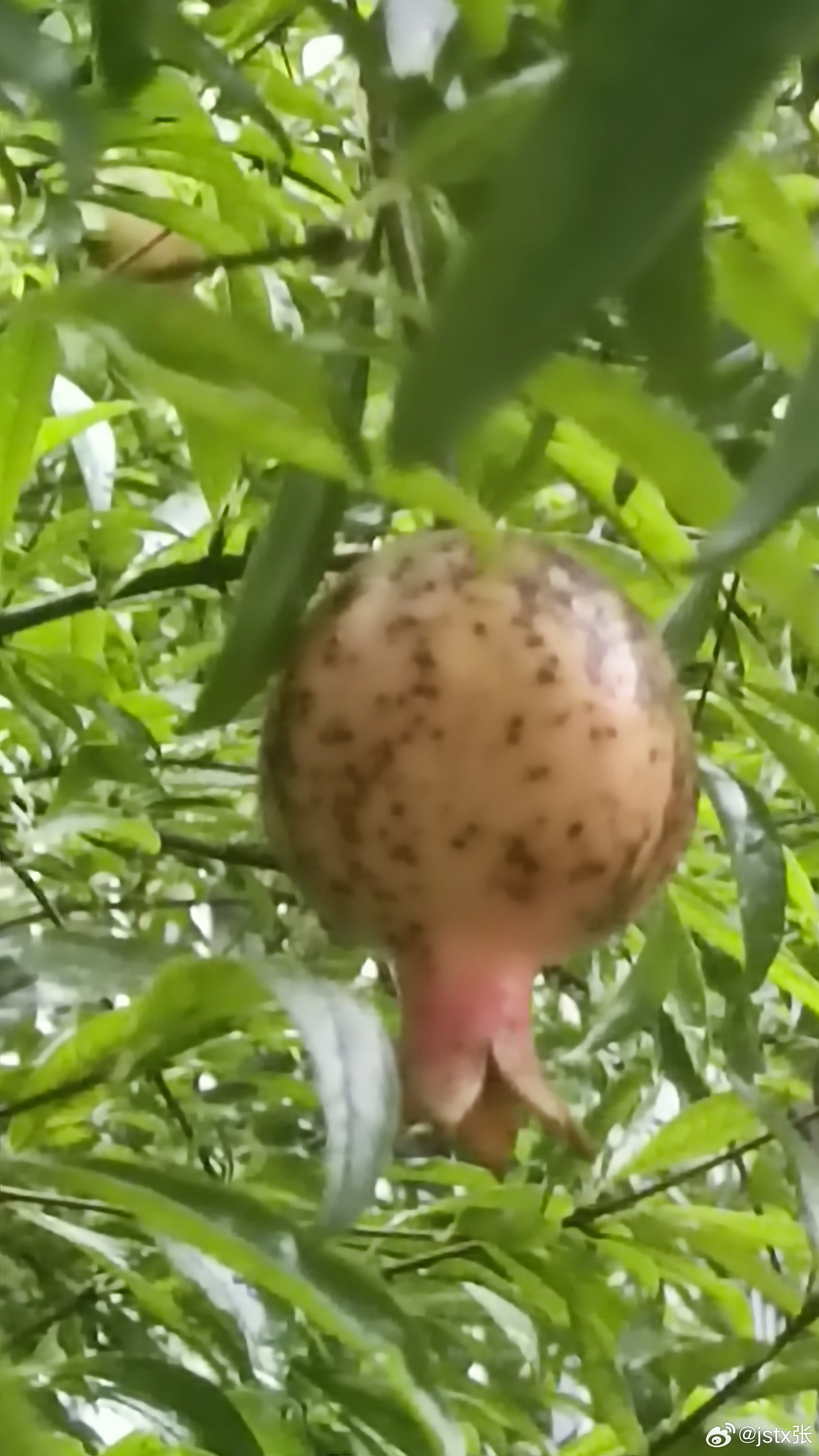 草榴，时代印记与文化变迁的象征