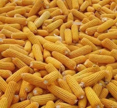 东北玉米最新价格，科技与生活的紧密联结
