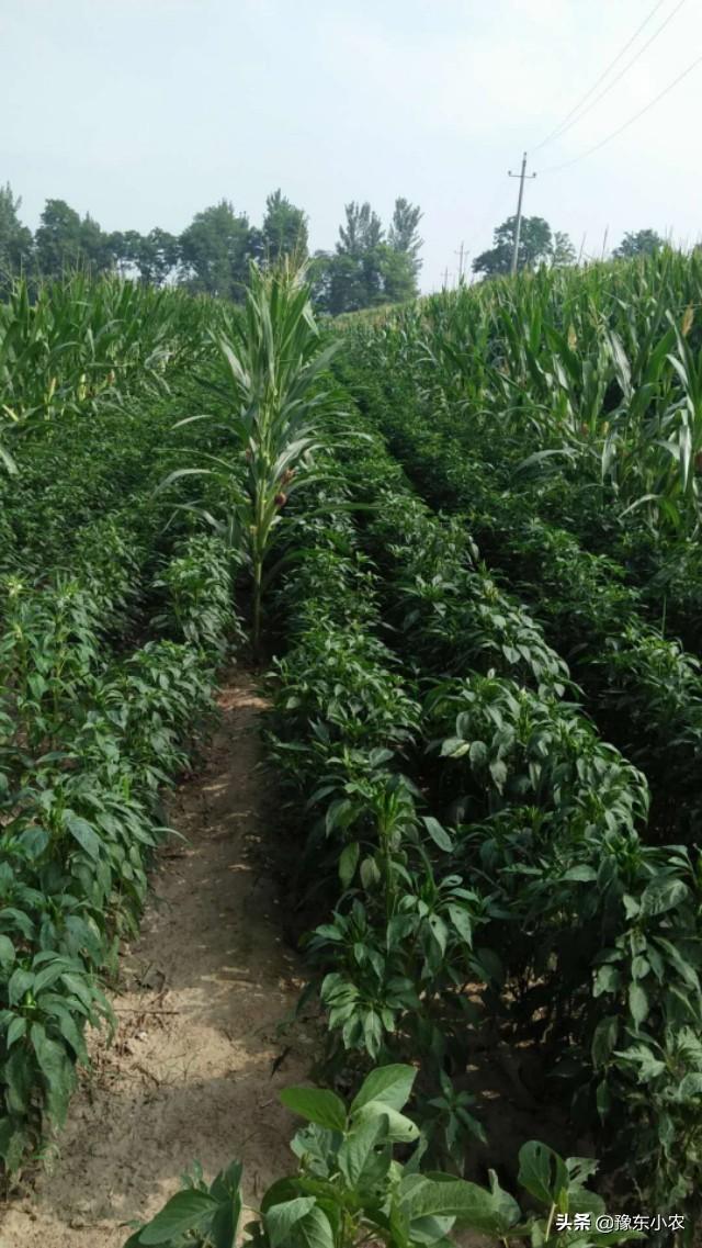 朝天椒最新价格揭秘，温情故事背后的市场动态