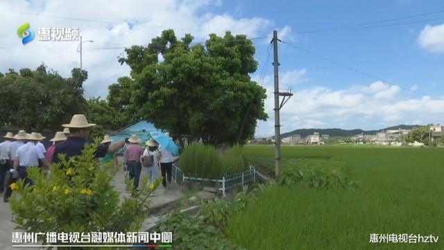 惠州芦洲新闻热点，时代变迁中的瞩目焦点最新消息