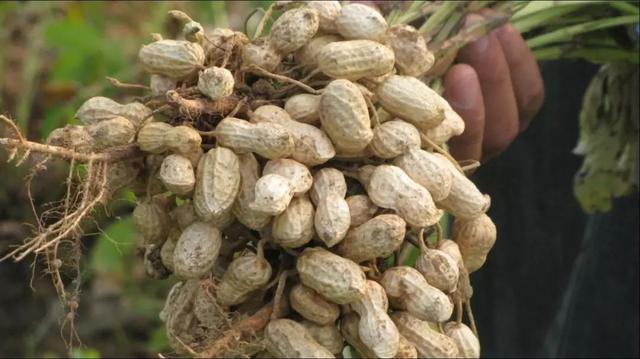 全国花生米最新价钱，友情与陪伴的温馨篇章