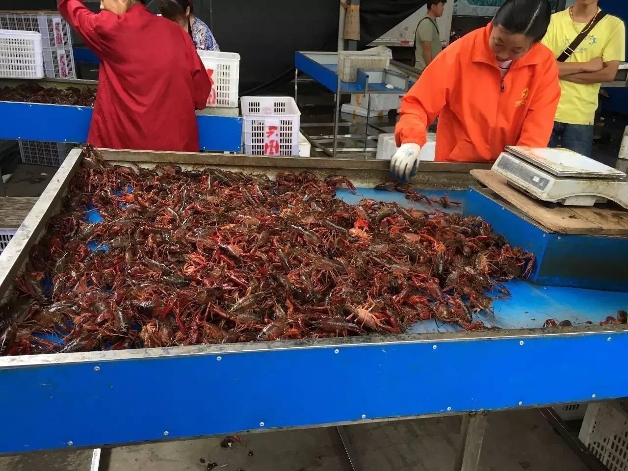 科技引领生活，大葱最新批发价革新批发体验